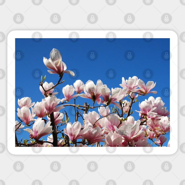 Magnolia Alexandrina Flowers Sticker by jojobob